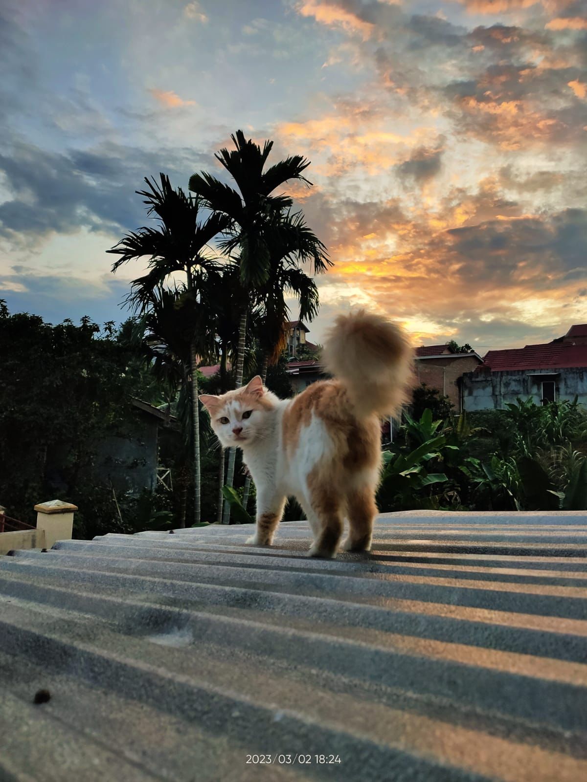 selamat_!_foto_kucing_karya_ananda_pratama,_mahasiswa_ptik_ubh_20_raih_juara_i