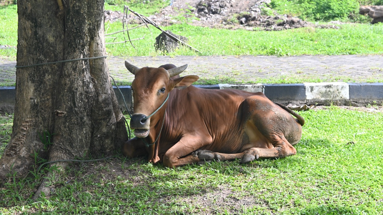 Universitas Bung Hatta Potong 4 Sapi dan 1 Kambing pada Iduladha 1447 H di Kampus Proklamator I