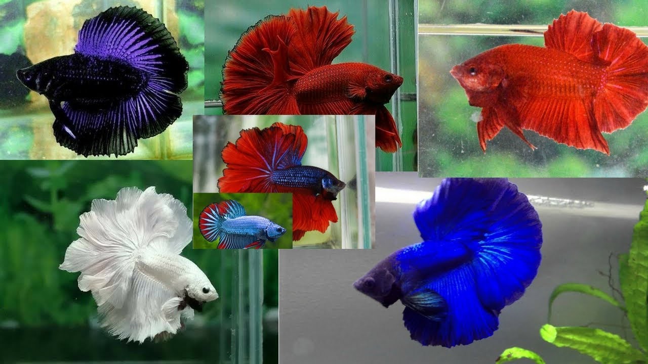 Jangan Lupa Saksikan! Kontes Kecantikan Cupang Hias di Universitas Bung Hatta