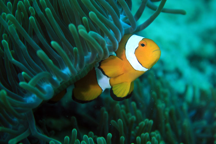 Anggota UKM Diving Proklamator, Raih Juara III Underwater Photography Tournament