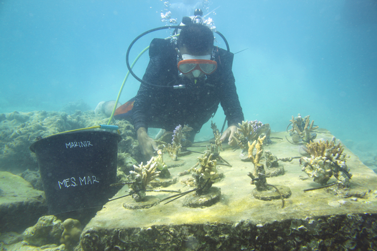 Batalyon Marinir Lantamal II Padang dan Diving Proklamator UBH, Tanam Terumbu Karang