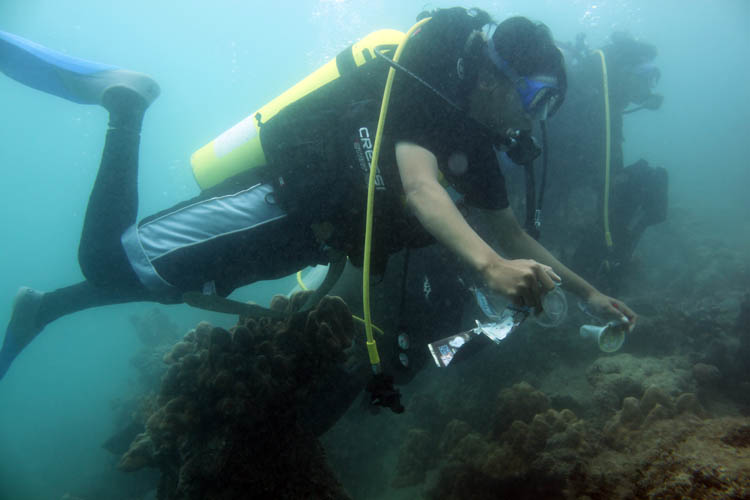 Diving Proklamator UBH, Bersihkan Sampah Bawah Laut Pulau Pasumpahan