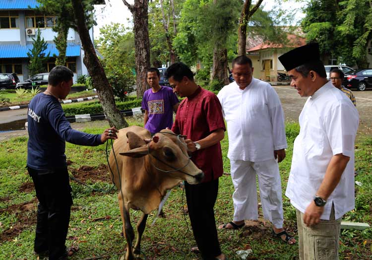 Jemaah Mesjid Nurjannah UBH Potong 11 Sapi Hewan  Qurban