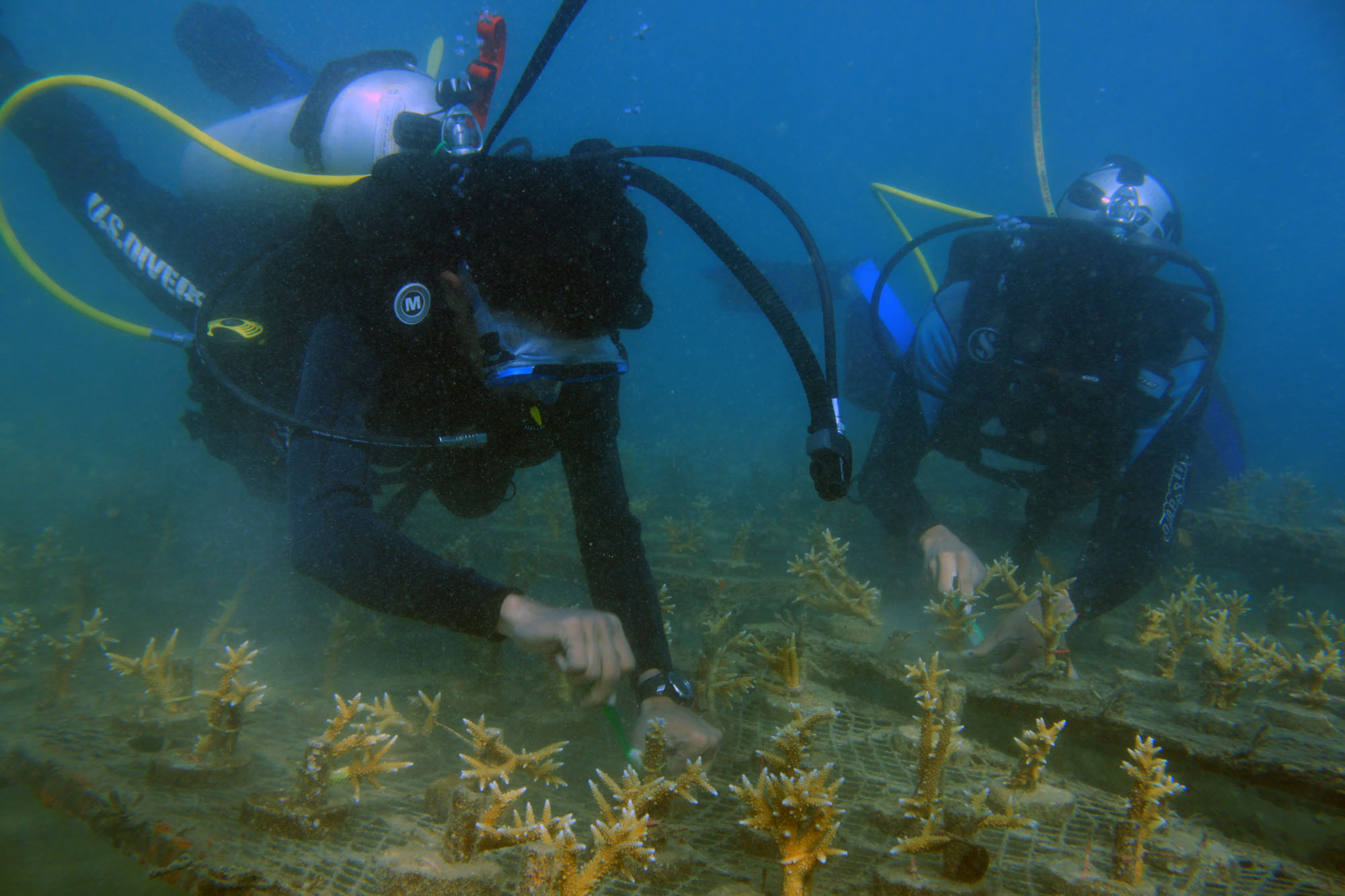 Transplantasi Terumbu Karang, Berbuah Hasil