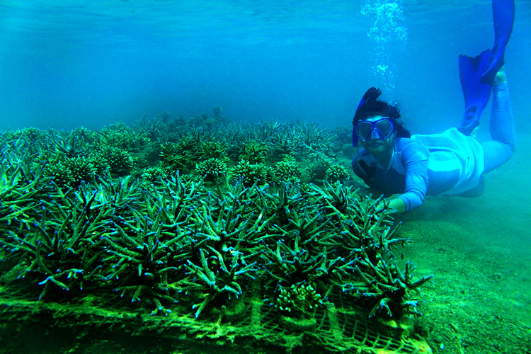 Monitoring Transplantasi Karang Diving Proklamator UBH: Transplantasi Terumbu Karang Berbuah Hasil