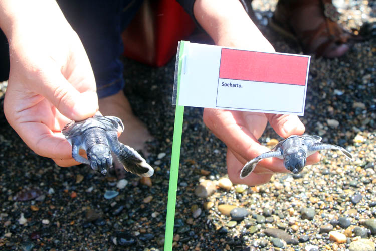 Hari Pahlawan: Mahasiswa UBH Lepas Tukik Penyu Berlabel Soeharto dan Gusdur