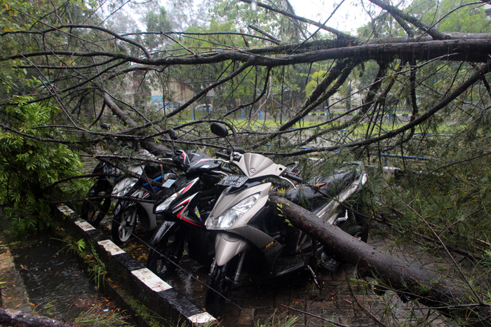 Pohon Tumbang, Timpa 5 Sepeda Motor Mahasiswa