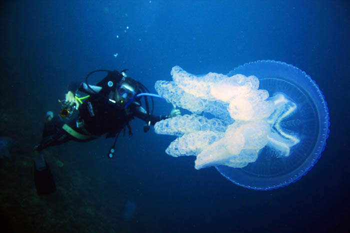 Aksi Diving Proklamator, Sailing Joy Mandeh 2015